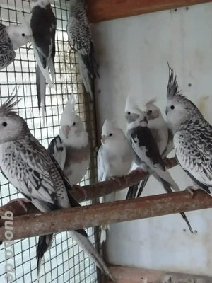 Weißkopfnymphensittiche