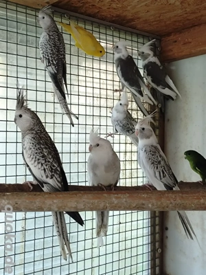 Weißkopfnymphensittiche Bild 3