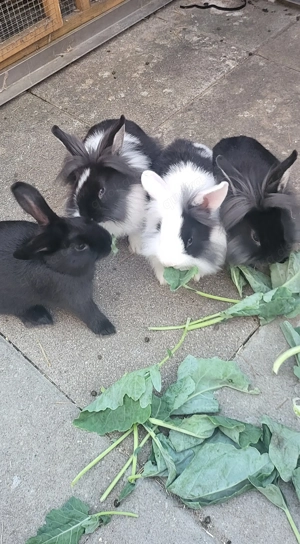 Junge Zwergkaninchen 