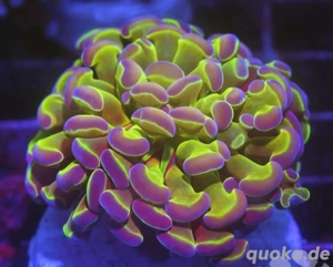 Euphyllia Paraancora "Hologram"