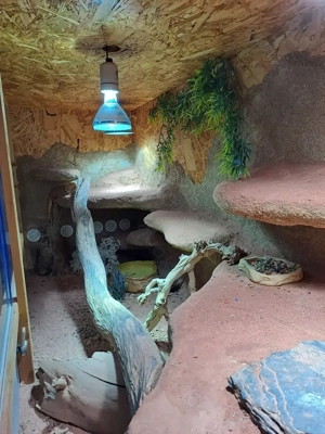 Handzahme Bartagame (männlich, 2,5 J.) mit großem Terrarium & Profi-Beleuchtung