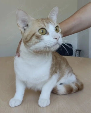 MELÓN- gesellig, schüchtern, liebevoll Bild 3