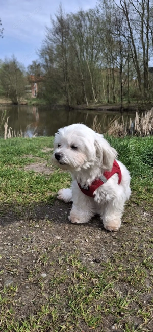 Malteser-Hündin (5 Jahre) sucht liebevolles Zuhause 