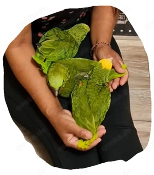 Doppelgelbkopfamazonenbaby