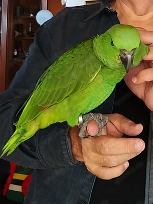 Gelbnackenamazonenbaby