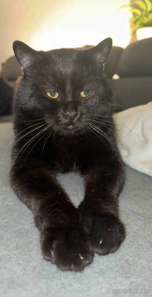 Main-Coon Kitten (jetzt abgabebereit !!)  Bild 6