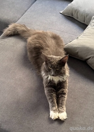 Main-Coon Kitten (jetzt abgabebereit !!)  Bild 5