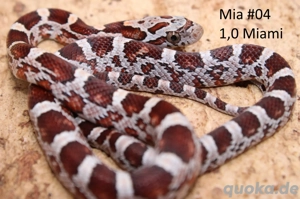 Miami het. Sunkissed Kornnatter NZ 2025