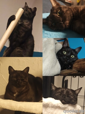 kater sucht neues Zuhause