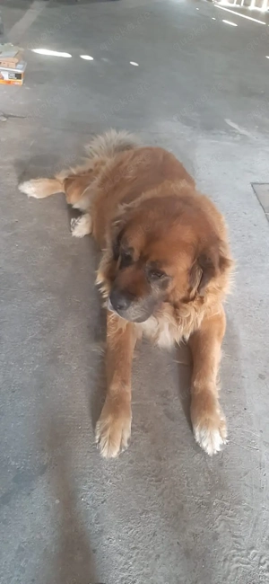 Deckrüde sucht Hündin - Germanischer Bärenhund oder Kaukase