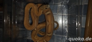 1.1 Scaleless Kornnattern Hobbyaufgabe wegen Krankheit es eilt 