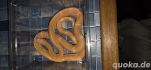 1.1 Scaleless Kornnattern Hobbyaufgabe wegen Krankheit 