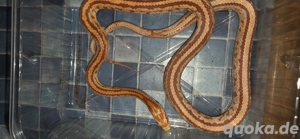 Wegen Krankheit Hobbyaufgabe Kornnattern