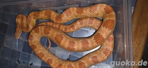 1.0 Amelanistic Motley het. Palmetto