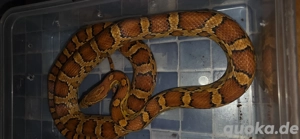 0.1 Classic het. Palmetto