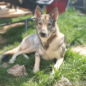 Floki - ist unerfahren