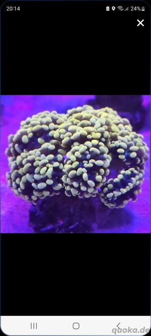 Euphyllia Golden Sun Meerwasser Korallen Ableger LPS SPS