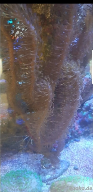 Gorgonie Karibische Meerwasser Ableger Korallen LPS SPS