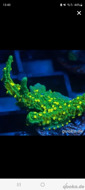 Montipora Hirsuta Hulk SPS Korallen Ableger Meerwasser 