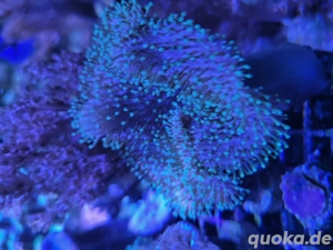 Pilzlederkoralle Meerwasser Ableger Korallen LPS