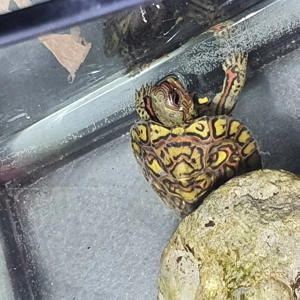 Rhinoclemmys pulcherima manni 0.0.3   Houten möglich 