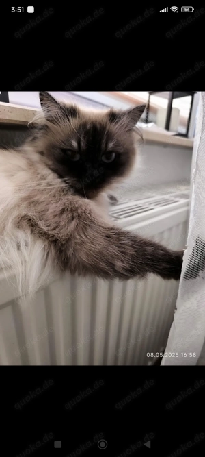 Katze leider abzugeben 