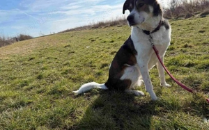 Hazel sucht eine neue Familie