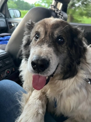 Olli- Herdenschutzhund sucht Großen Garten