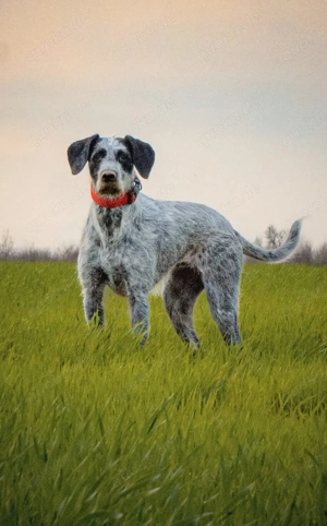 *TIA* - eine liebe, soziale, menschenbezogene Hündin mit Jagdinstinkt 