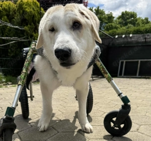 *HEIDI* Die kleine Kämpferin hat Spaß am Leben. Wer hat ein Herz für sie und gibt ihr eine Chance?