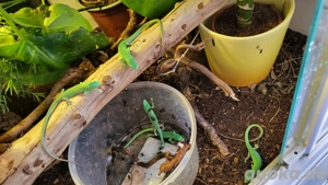 Gastropholis Prasima 