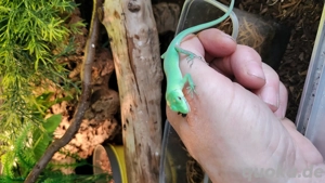 Gastropholis Prasima  Bild 2