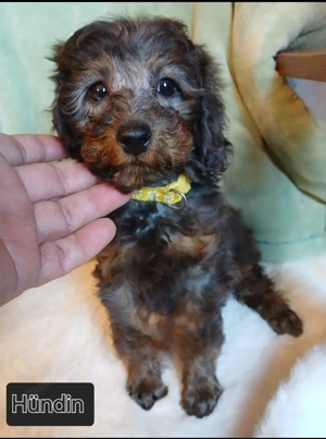 Klein- Zwerg- Pudelwelpen suchen neues zu Hause 