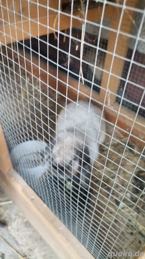 Zwerwidder dame zu verschenken 