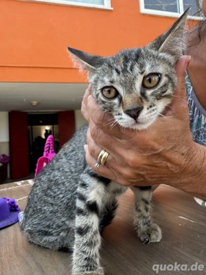 katzenmix  abzugeben  Bild 2