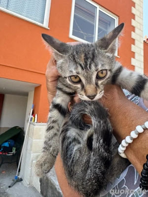 katzenmix  abzugeben 