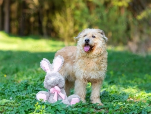 Algerien sucht sein Zuhause - ein ruhiger, treuer Begleiter mit sanftem Charakter
