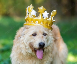 Wer gibt Algerien nochmal eine chance ?!