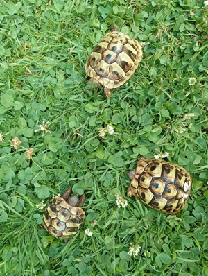 3 Griechische Landschildkröten  Bild 4