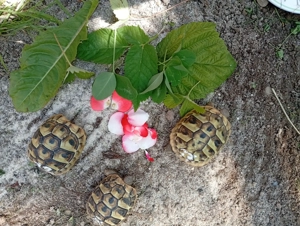 3 Griechische Landschildkröten  Bild 3