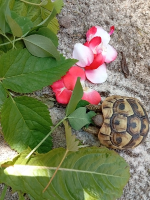 3 Griechische Landschildkröten  Bild 5