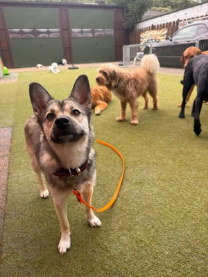 Neugieriges Seelchen sucht passendes Zuhause Bild 3