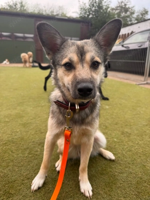 Neugieriges Seelchen sucht passendes Zuhause Bild 2