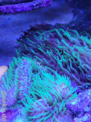 Fungia Tricolor Rainbow Meerwasser Ableger Korallen LPS SPS 