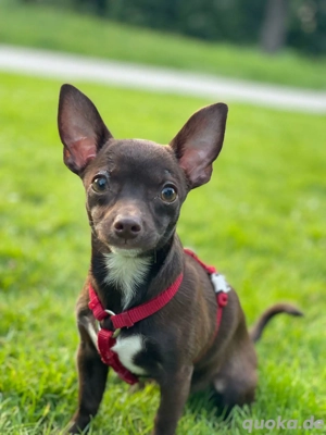 Chihuahua mädchen 8Monate