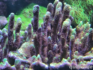Montipora Confusa Meerwasser Ableger Korallen LPS SPS 