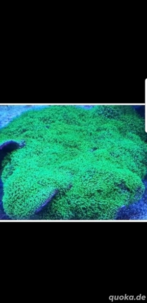 Affenhaar Briarium Meerwasser LPS SPS Ableger Korallen 