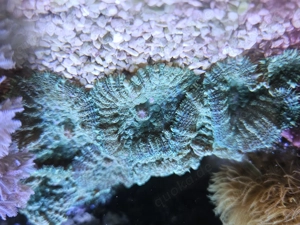 Scheibenanemone Korallen Meerwasser Aquarium 