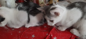 American Shorthairmixkätzchen  Bild 7