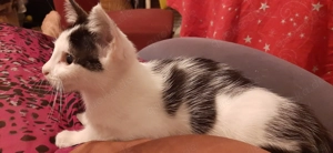 American Shorthairmixkätzchen  Bild 5